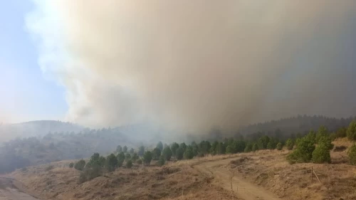 Bilecik'te ağaçlandırma sahasında yangın