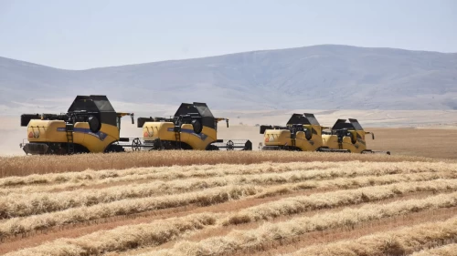 Sivas’ta tritikale hasadı başladı