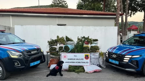 Samsun’da 1757 kök kenevir ile 138 kilo esrar ele geçirildi