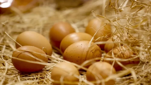 İngiltere'de salmonella paniği