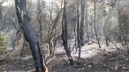 Marmaris’te orman yangınına yoğun müdahale: 17 saatte alevlerin enerjisi düşürüldü