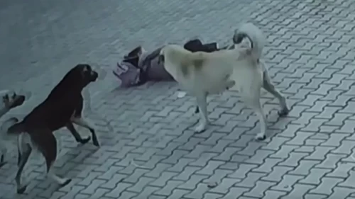 Yargıtay'dan kritik köpek saldırısı kararı!