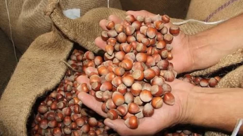 Fındık üreticisine yüksek randıman jesti! Kilo başına rekor ek ödeme geliyor