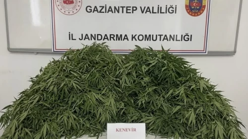 Kenevir tarlasına baskın! 116 kök bitki ele geçirildi