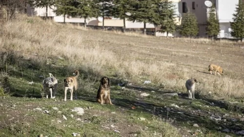 Ankara'da köpek saldırısı davasında tazminat kararı!