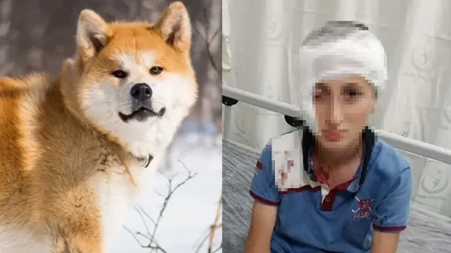 İzmir'deki köpek saldırısı davasında tazminat kararı!