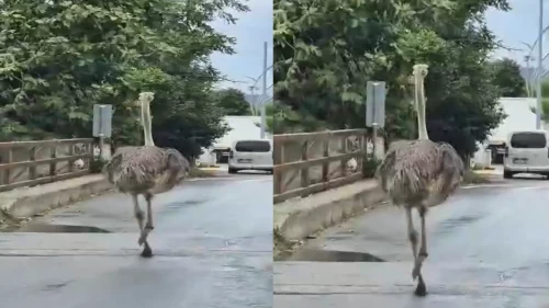 Hayvanat bahçesinden kaçan deve kuşu trafiği karıştırdı