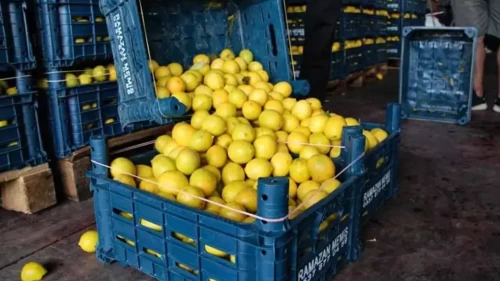 Dalında 10 TL'ye satılan ürün, markette 100 TL! Üretici isyanda! İşte o meyve...