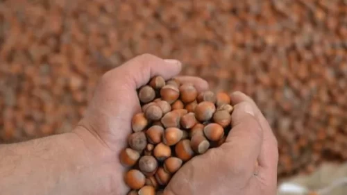 Ticaret Bakanlığı harekete geçti! Fındık piyasasında denetim başlatıldı