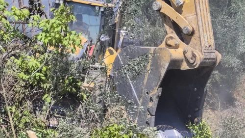 Manavgat’ta yangın zeytinliğe sıçradı: Yaklaşık 100 ağaç zarar gördü
