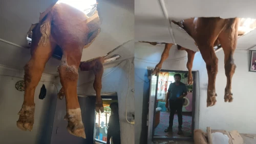 Damızlık boğa çatıyı delip salona girdi