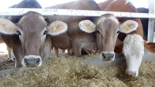 Tanımlanmamış hayvanlar için yeni uygulama