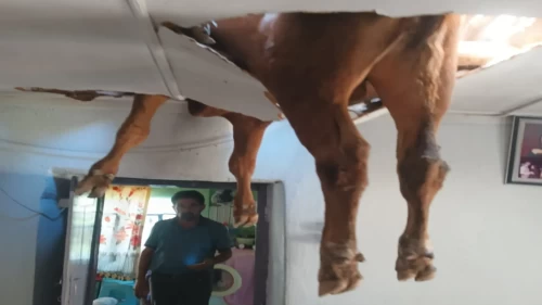 Damızlık boğa çatıyı delip salona girdi