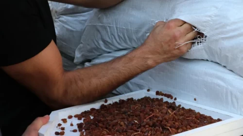 TMO'nun kuru üzüm fiyatları belli oldu! Alımlar o tarihte başlıyor