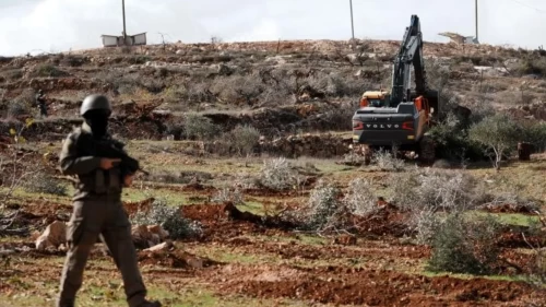 İsrail hasat öncesi zeytinleri gasp ettiler