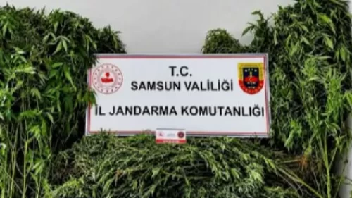 Samsun’da evin bahçesinden 756 kök kenevir çıktı