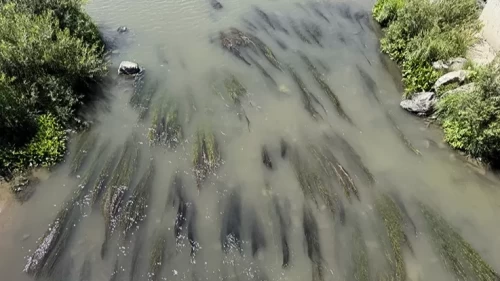Ardahan'da Kura Nehri'nde gizemli balık ölümleri!