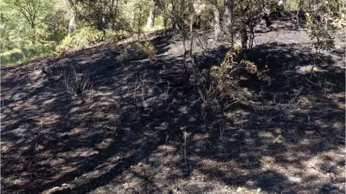 Bolu’da bahçede başlayan yangın ormana sıçradı