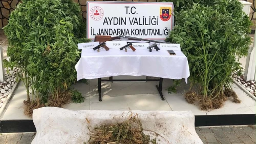 Kuyucak’ta ormanda kenevir yetiştiren şüpheli tutuklandı
