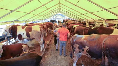 Şap vakaları sonrası flaş karar! İki pazarı daha kapatıldı