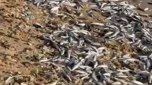 Muğla'da endişelendiren görüntü! Kıyıya binlerce ölü balık vurdu