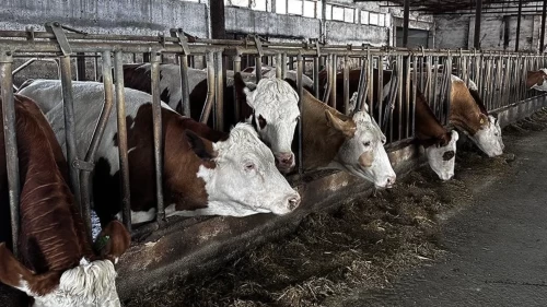 Amasya'da hayvan pazarları geçici olarak kapatıldı