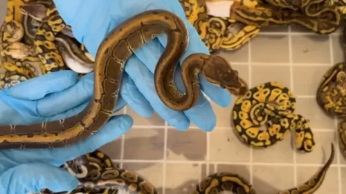 Kapıkule'de şoke eden kaçakçılık! 67 canlı piton ele geçirildi