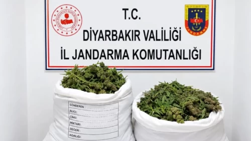 Diyarbakır'da yasa dışı kenevir ekimine darbe!