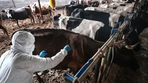 5 mahalle karantinaya alındı, hayvan hareketleri durduruldu