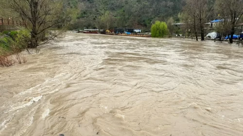 Tunceli'de dev debiler korkuttu
