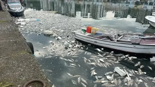 Karadeniz'de palamut bolluğu tepki çekti! Liman ölü balıklarla doldu, mahalleyi koku sardı