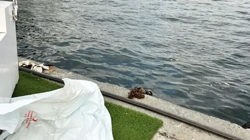 Fatih Cibali Sahili’nde korkutan olay: Denizde erkek cesedi bulundu