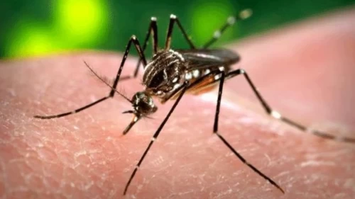 Bangladeş'te dang humması alarmı
