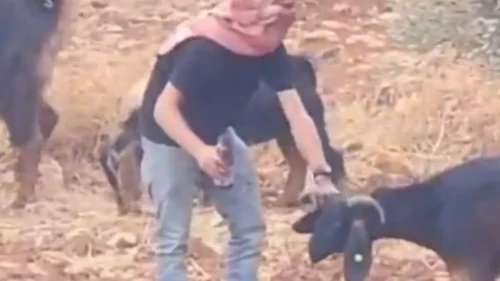Hayvanları zehirledi, suçu Filistinlilere attı!