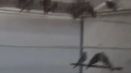 Ankara’da saka kuşu yetiştirip sattı