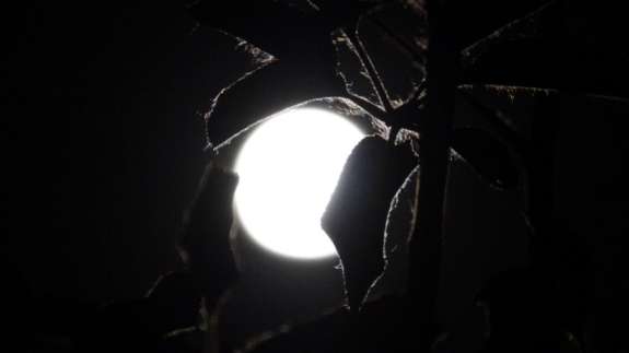 Van semalarında görsel şölen