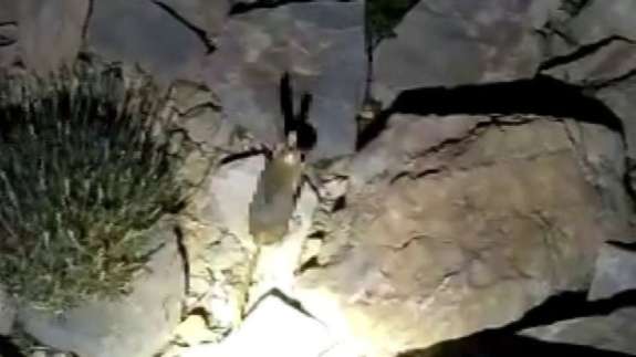 Daha önce böylesi görülmedi! Yolda yürürken karşısına çıktı