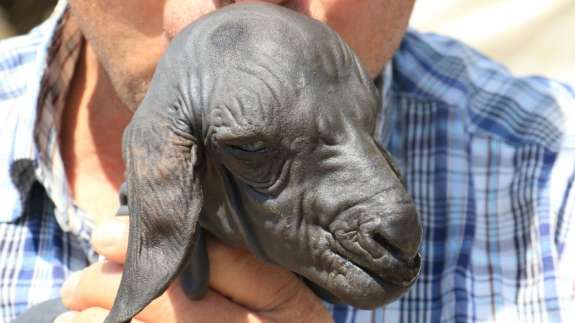 Tüysüz doğdu, bebek gibi bakılıyor! Duyan görmeye geliyor,  'Allah'ın hikmeti, böylesini görmedik'