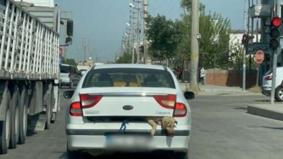 Tepki çeken görüntü! 40 derecede köpeği bagajda taşıdı