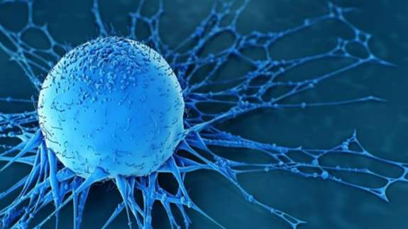 Doğadaki en iyi kanser öldürücü olduğu keşfedildi! Sadece kanserli hücreleri hedef alan mucize meyve