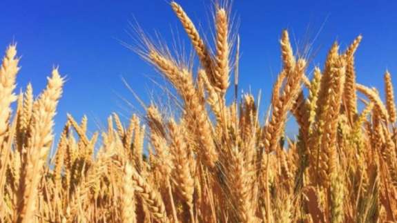 Topraklarına deneme amaçlı ata tohumu ektiler! Karşılaştıkları manzara karşısında şok oldular