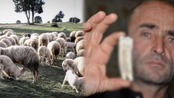 Kuzularını otlatırken buldu! Tarihi buluş sonrası uzmanlar harekete geçti