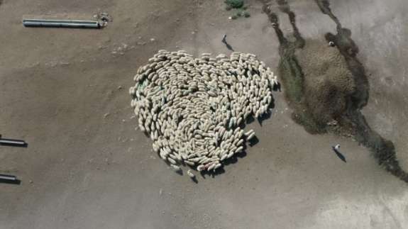Amasya'da koyun sürüsünün bu görüntüsü akıllara Çin'deki gizemli olayı getirdi