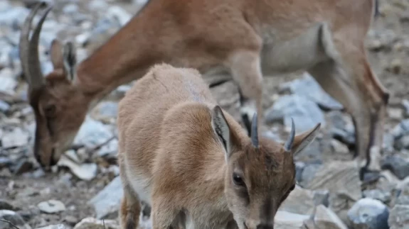 Pozantı'da yaban keçileri dronla görüntülendi