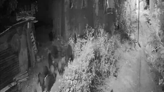 Elazığ’da aç kalan domuz sürüsü bahçeye dadandı