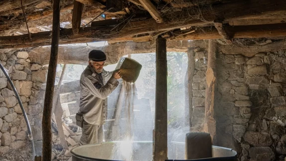 Artvin Yusufeli’nde çeltik hasadı başladı