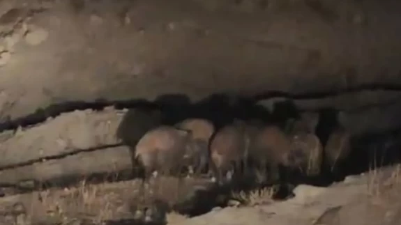 Van’da köye inen domuz sürüsü kameralara yakalandı
