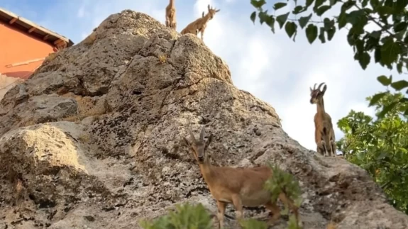 Dağ keçileri yerleşim yerine indi: Doğanın zarif misafirleri kamerada