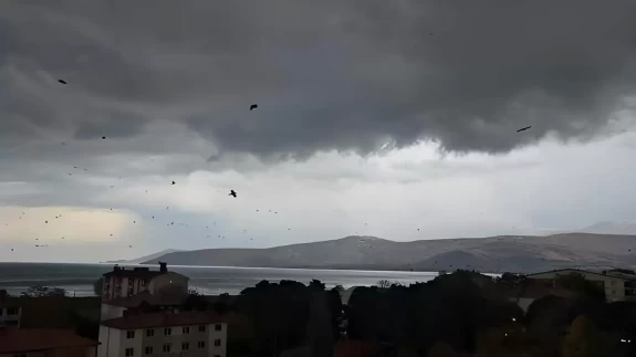 Tatvan’da binlerce karga gökyüzünü kapladı