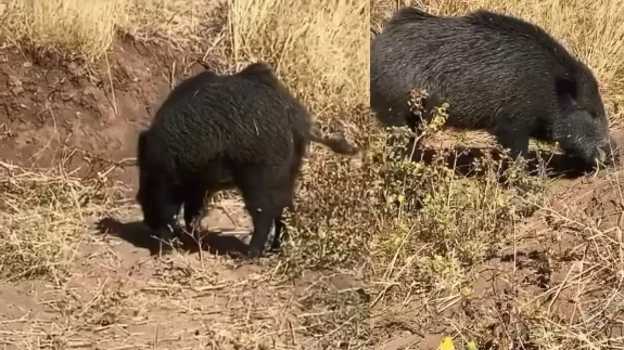 Elazığ’da sürpriz karşılaşma: Dağda göremedim, köyde karşıma çıktı